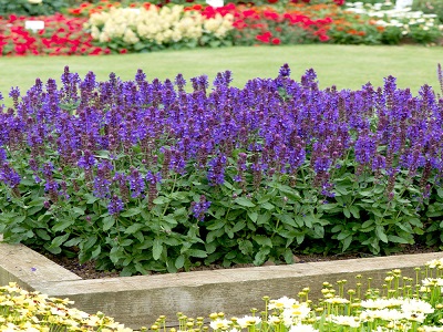 ​SALVIJA BIRZTALU / Salvia nemorosa „MARVEL BLUE”