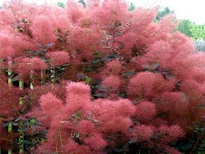 ​PARŪKKOKS PARASTAIS / Cotinus coggygria „ “FOLLIS PURPUREIS”