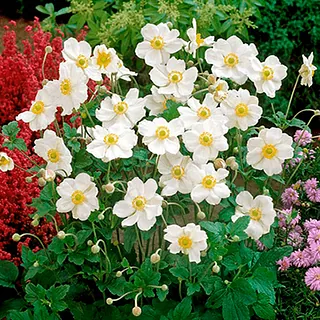 Anemones