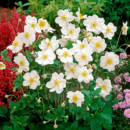 Anemones