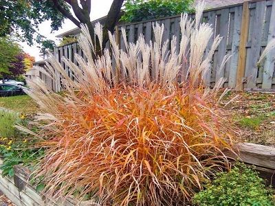 MISKANTE SARKSTOŠĀ / MISCANTHUS PURPURASCENS