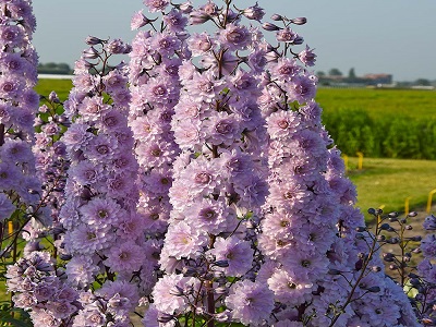 DELFĪNIJA DĀRZA / DELPHINIUM „HIGHLANDER CHA CHA”