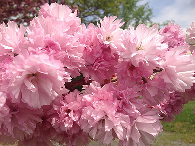 SĪKZOBAINĀ KALNU ĶIRŠA ŠĶIRNE - SAKURA / CERASUS SERRULATA „KIKU – SHIDARE – ZAKURA”