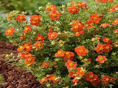 ​KLINŠROZĪTE PARASTĀ / Potentilla fruticosa „MARIAN RED ROBIN”