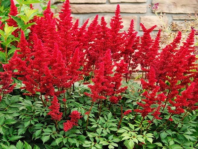 astilbe_ārendsa_fanal_siguldasdarznieks_ziemcietes_stādi