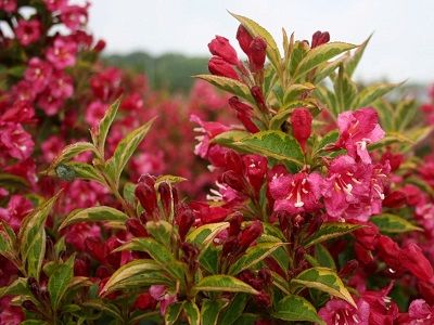 ​VEIGELA KRĀŠŅĀ / Weigela florida „BRIGELA”