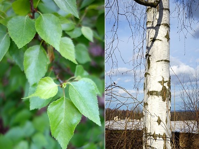 BĒRZS ĀRA /  Betula pendula