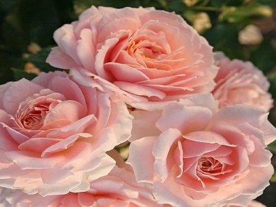 floribundroze_​CREMOSA_stādaudzētava-siguldas-dārznieks_roosa-rožu stādi
