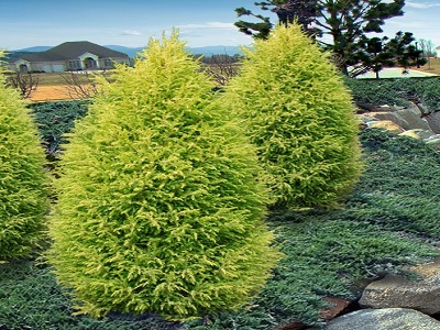 KADIĶIS PARASTAIS / Juniperus communis „GOLD CONE”