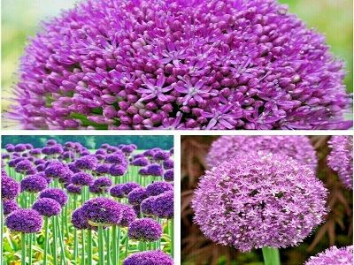 ALLIUM „AMBASSADOR” dekorativs sipols