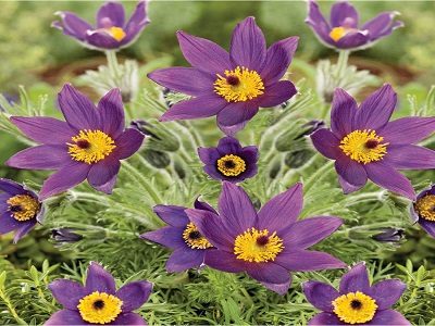 SILPURENE PARASTĀ / PULSATILLA VULGARIS  „PINWHEEL BLUE VIOLET SHADES”