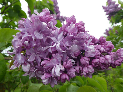 PARASTAIS CERIŅŠ / Syringa vulgaris „ CAPITAINE BALTET”