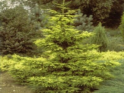 Picea omorika “AUREA”