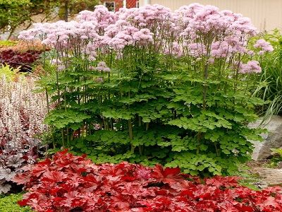 „NIMBUS PINK” saulkrēsliņš