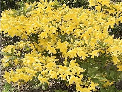​RODODENDRS VASARAS ZAĻAIS (ACĀLIJA) / AZALEA MOLLIS „ANNEKE”
