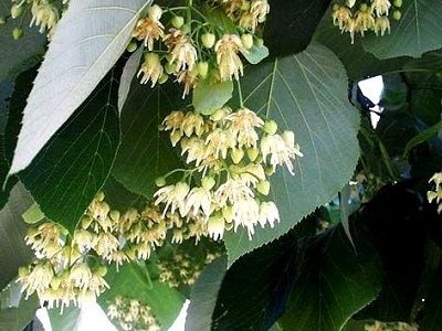 ​LIEPA AMERIKAS / Tilia americana „ “MACROPHYLLA”