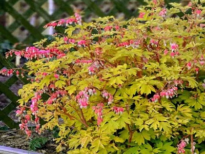 lauztā sirds „GOLD HEART” _Siguldasdatrznieks_stādi_daudzgadīgi_dicentra