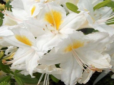 ​RODODENDRS –ACĀLIJA / AZALEA MOLLIS „SCHNEEGOLD”