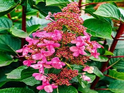​SKARAINĀ HORTENZIJA / Hydrangea paniculata “LIVING INFINITY”