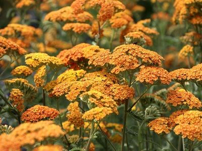 PARASTAIS PELAŠĶIS / ACHILLEA MILLEFOLIUM                                                                                                                                      „TERRACOTTA”