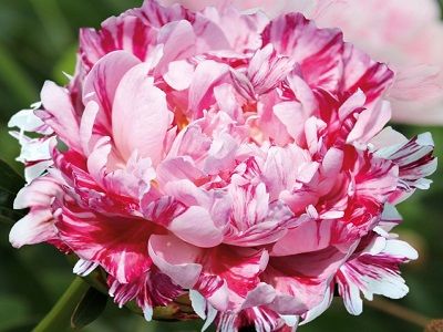 PEONIJA PIENZIEDU / Paeonia lactiflora „CANDY STRIPE”