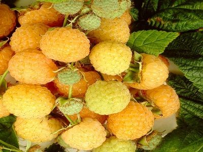 ​RUDENS AVENE / Rubus idaeus „ALL GOLD”
