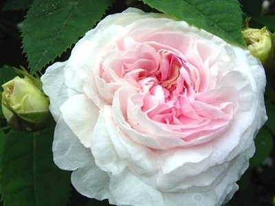 FELICITE PARMENTIER