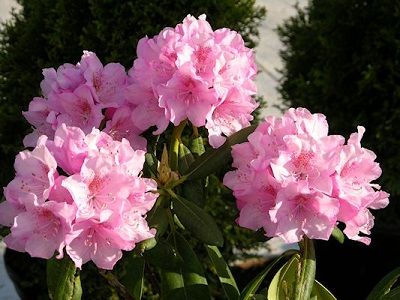 RODODENDRS /RHODODENDRON „HELSINKI UNIVERSITY”