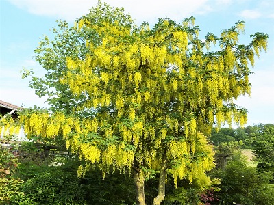 ​ZELTLIETUS VOTERERA/LABURNUM WATERERI „VOSSII”