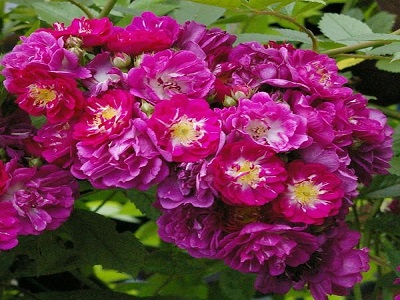 ​VĪTEŅROZE PERENNIAL BLUE