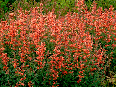 AGASTACHE „KUDOS CORAL”