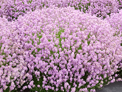 LAVANDA ŠAURLAPU „ROSEA”