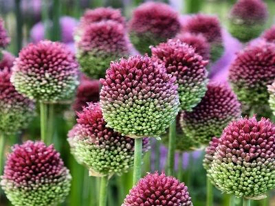 SĪPOLS APAĻGALVAS / ALLIUM SPHAEROCEPHALO