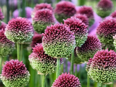 SĪPOLS APAĻGALVAS / ALLIUM SPHAEROCEPHALO