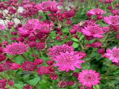 ​ASTRANCIJA - LIELĀ ZVAIGZNĪTE / ASTRANTIA MAJOR „CERISE BUTTON”-ziemcietes_siguldasdarznieks_stādaudzētava-stādi_dekoratīvie stādi