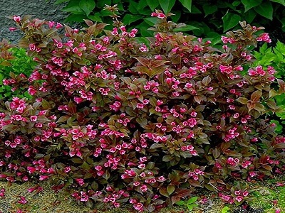 ​VEIGELA KRĀŠŅĀ /WEIGELA FLORIDA „TANGO”