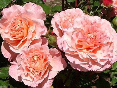 roze-sangerhauser jubilaumrose-floribundrozes-rožu stādi-siguldasdarznieks