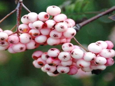 ​PĪLĀDZIS DEKORATĪVS / SORBUS