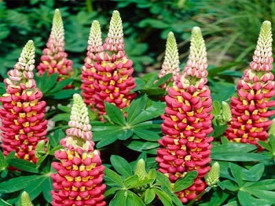 ​LUPĪNA / Lupinus „TEQUILA FLAME”