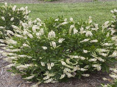 ​KLETRA ALKŠŅU / Clethra alnifolia