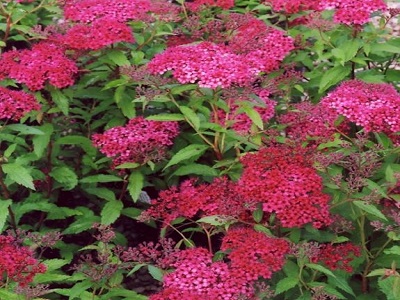 ​SPIREJA JAPĀNAS / Spiraea japonica “DARTS RED”