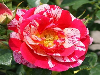 ​FLORIBUNDROZE / KLĀJENISKA ROZE TWIST