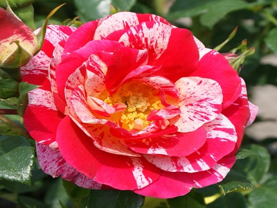 ​KLĀJENISKA ROZE/FLORIBUNDROZE TWIST