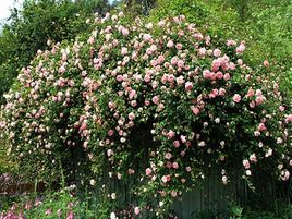 vīteņroze_apple-blossom_siguldasdarznieks_daudzgadīgi stādi_rožu stādi_roosa