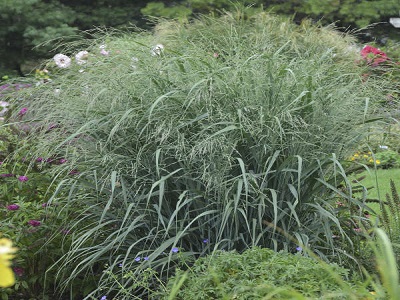 ​SĀRE ĪSTĀ (PROSA) / PANICUM VIRGATUM „BLUE FOUNTAIN”