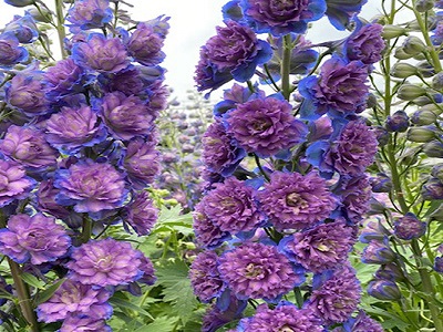 DELFĪNIJA  DĀRZA /   Delphinium cultorum  „HIGHLANDER SWEET SENSATION”