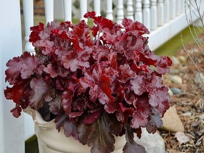 HEIHĒRA / HEUCHERA X HYBRIDA „CHERRY TRUFFLES”