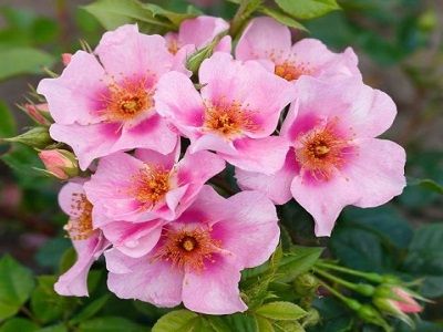ORIENTA LAILA_krūmu roze_rožu stādi siguldas dārznieks stādaudzētava