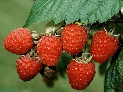 ​VASARAS AVENE / Rubus idaeus „MEEKER”