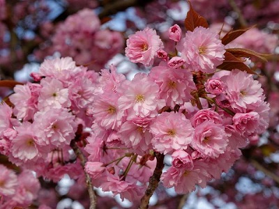 ​SĪKZOBAINĀ KALNU ĶIRŠA ŠĶIRNE - SAKURA / CERASUS SERRULATA „KANZAN”